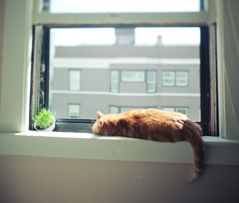 养狗或养猫对性格提升的好处